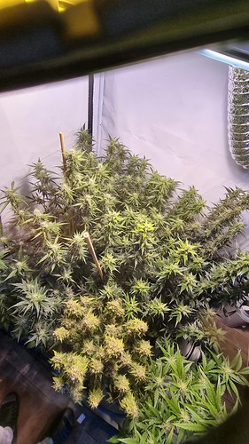 Growreport Bild 4