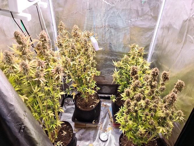 Growreport Bild 1