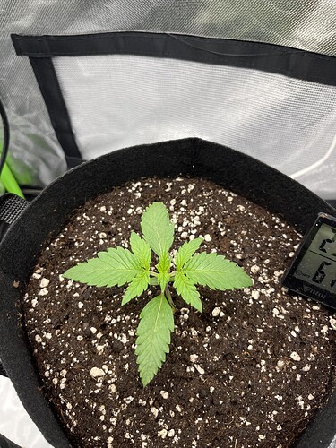 Growreport Bild 37