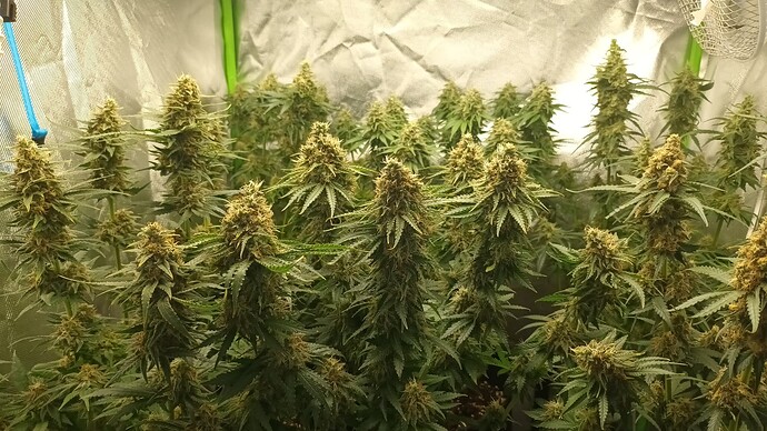 Growreport Bild 10