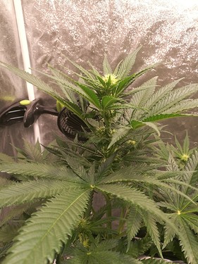 Growreport Bild 12