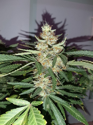 Growreport Bild 3