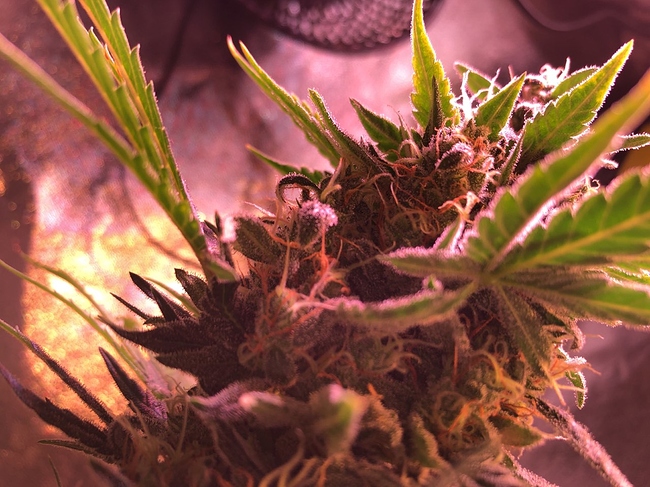 Growreport Bild 36