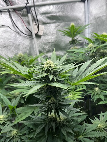 Growreport Bild 2