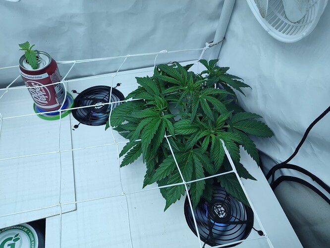 Growreport Bild 10