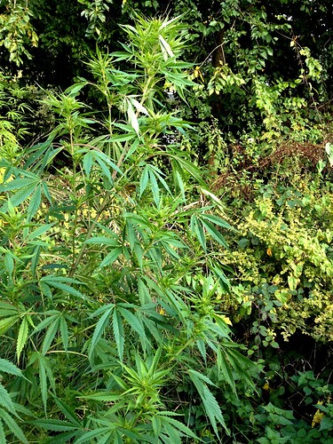 Growreport Bild 21