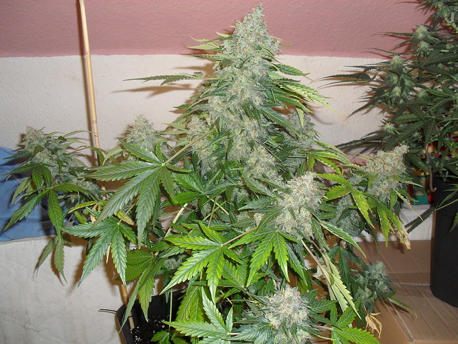 Growreport Bild 16