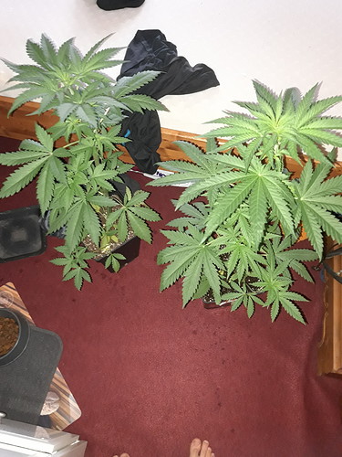 Growreport Bild 1