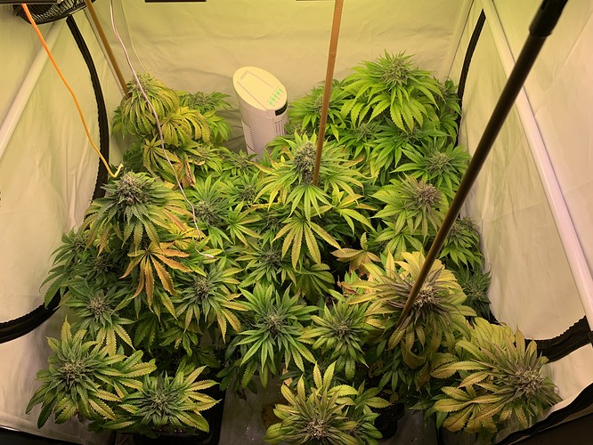 Growreport Bild 3