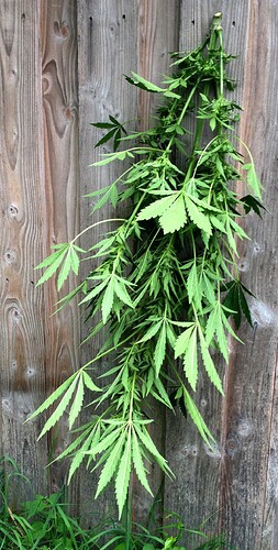 Growreport Bild 1