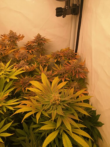 Growreport Bild 9