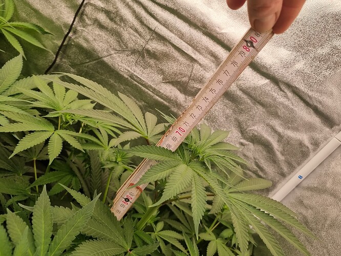 Growreport Bild 41