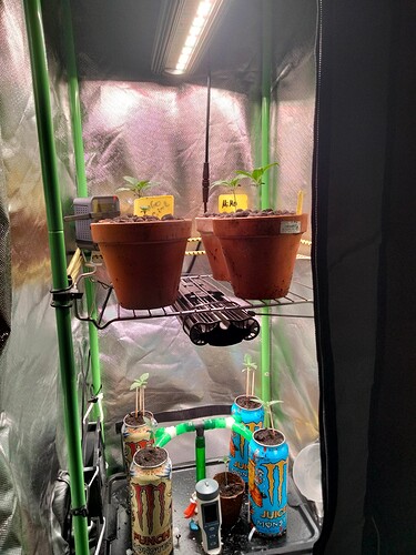 Growreport Bild 4