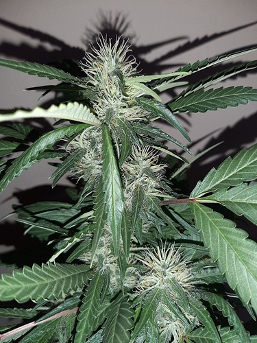 Growreport Bild 9
