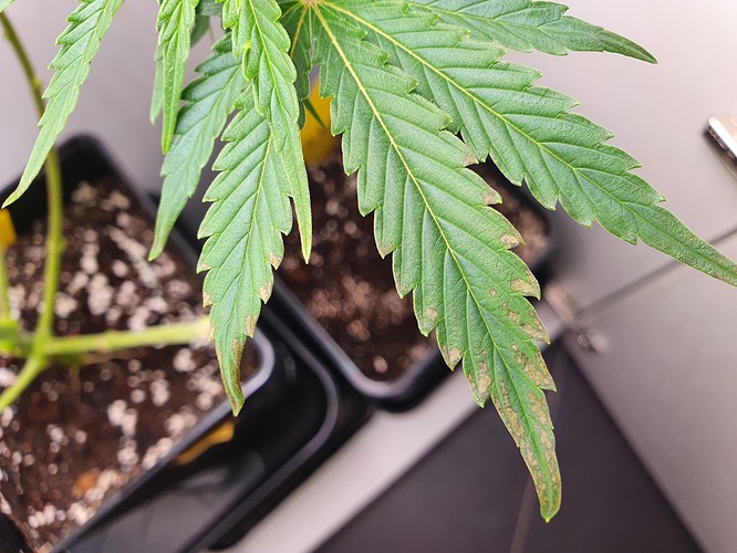 Growreport Bild 6