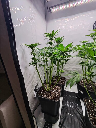 Growreport Bild 6
