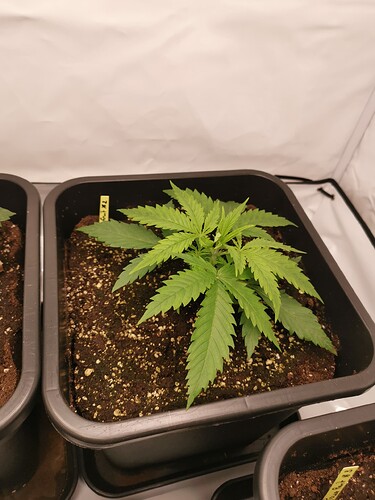 Growreport Bild 23