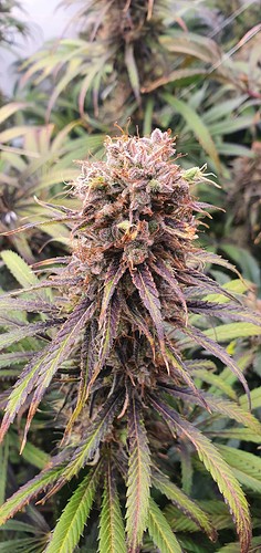 Growreport Bild 18