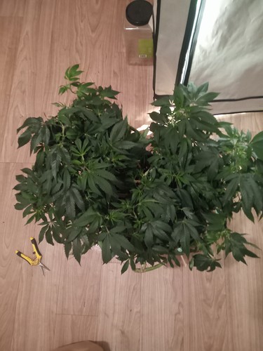 IMG_20210314_225442_243