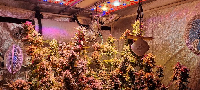 Growreport Bild 52