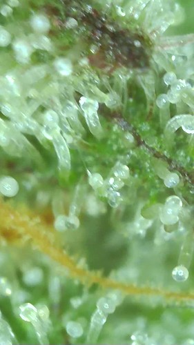Growreport Bild 107