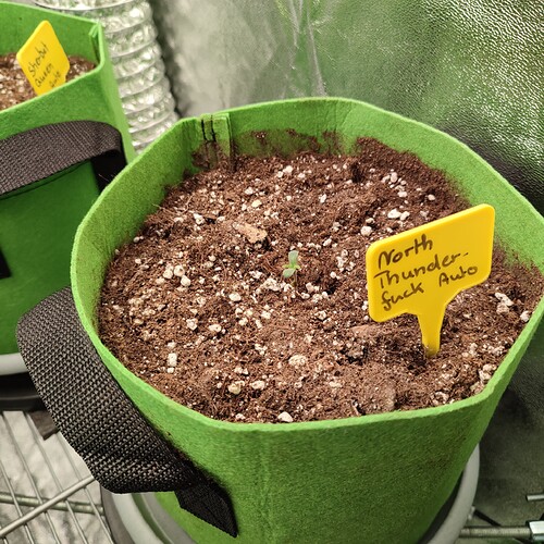 Growreport Bild 45