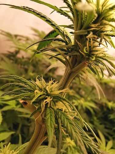Growreport Bild 5