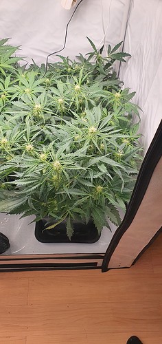 Growreport Bild 9