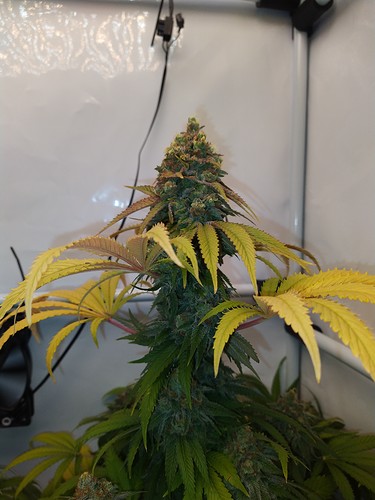 Growreport Bild 4