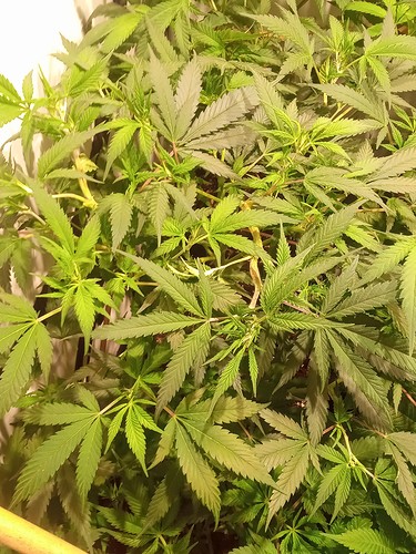 Growreport Bild 55