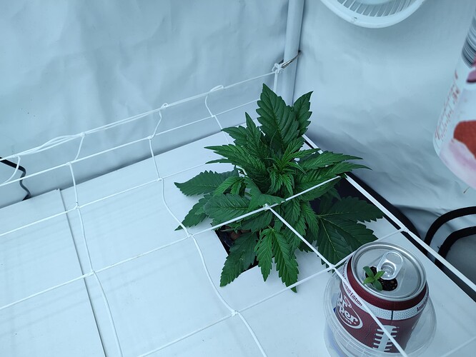Growreport Bild 31