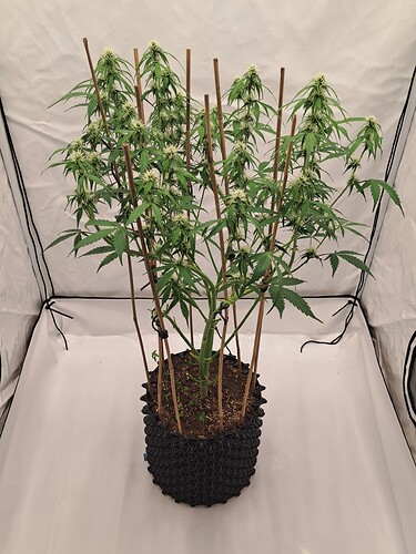 Growreport Bild 6