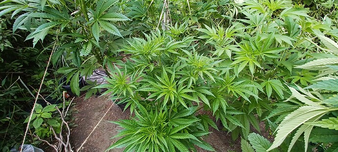 Growreport Bild 6