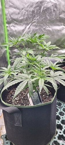 Growreport Bild 7
