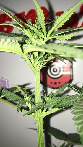 Growreport Bild 11