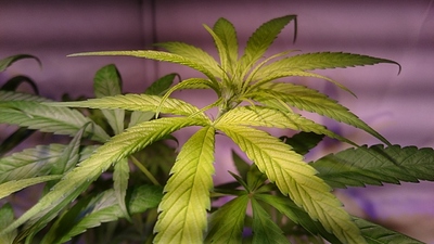 Growreport Bild 15