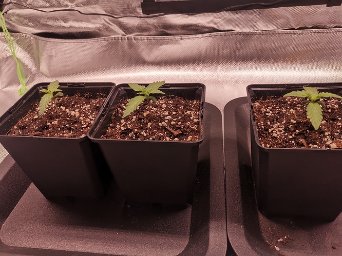 Growreport Bild 3