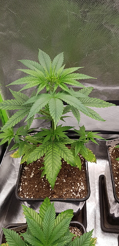 Growreport Bild 7