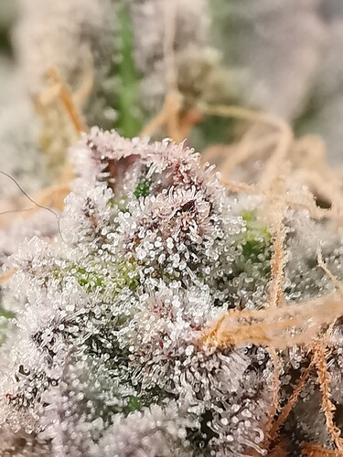 Growreport Bild 41