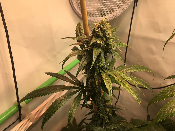 Growreport Bild 3