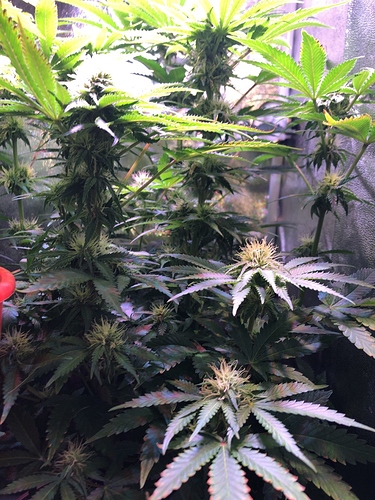 Growreport Bild 27
