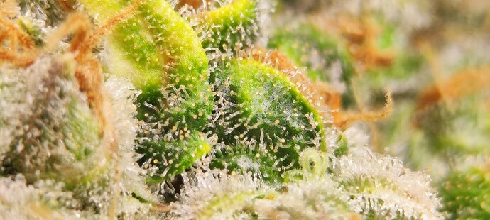 Growreport Bild 32