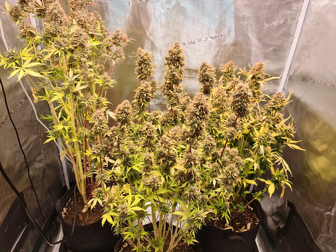 Growreport Bild 1