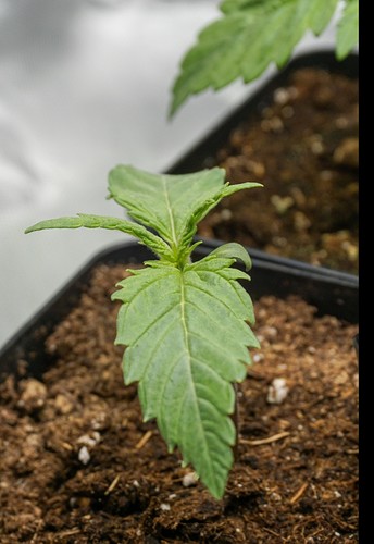 Growreport Bild 11