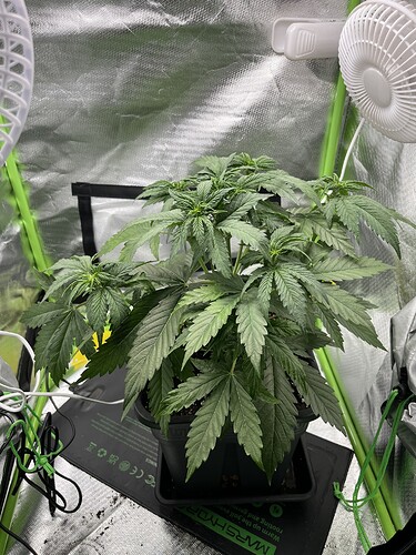 Growreport Bild 14