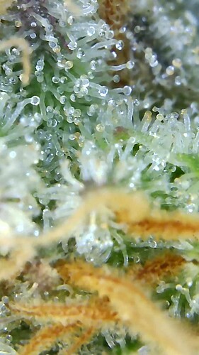 Growreport Bild 26