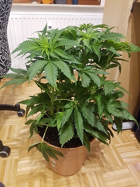 Growreport Bild 5