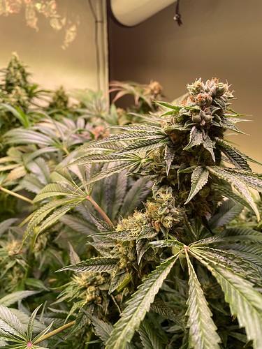 Growreport Bild 4