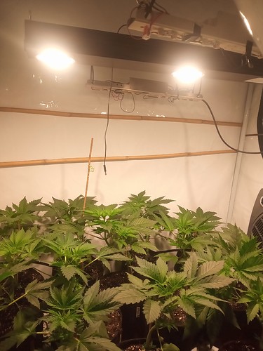 Growreport Bild 24