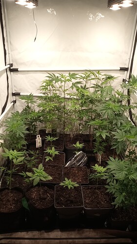 Growreport Bild 26
